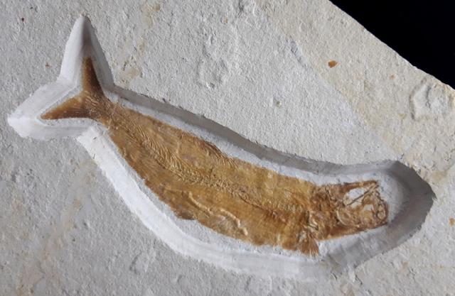 Tharsis dubius (BLAINVILLE 1818) - Bild © FossNet FossilienStore